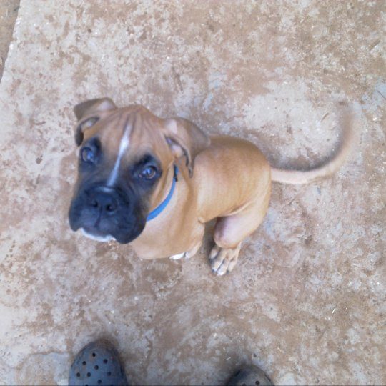 חינוך גורים כחלק מתהליך אילוף של גיא תיכון