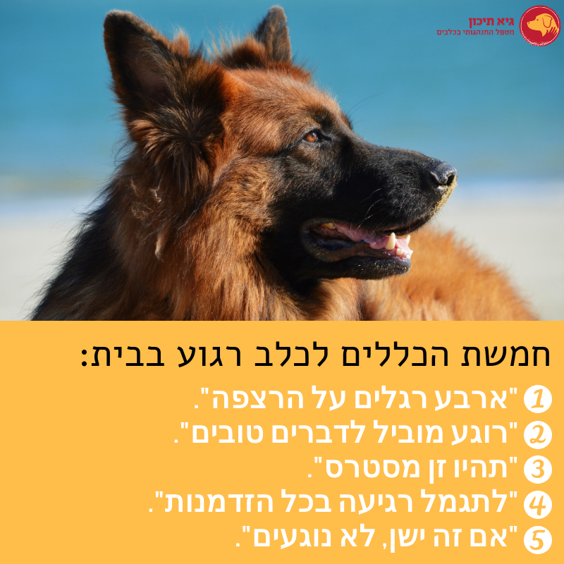 חמשת הכללים