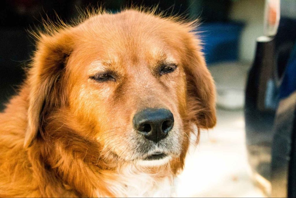 הבעות פנים כלביות