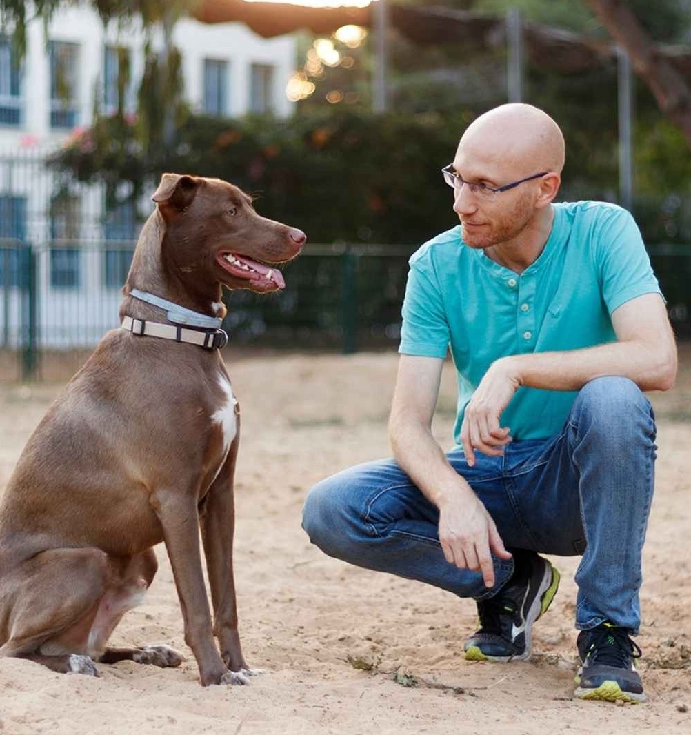 אילוף כלבים