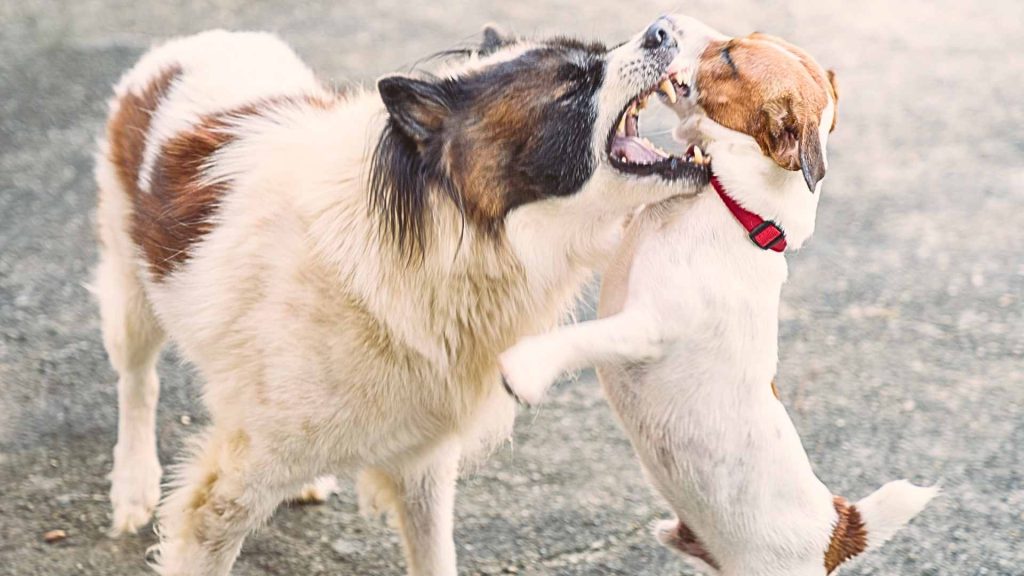 אגרסיביות של כלבים