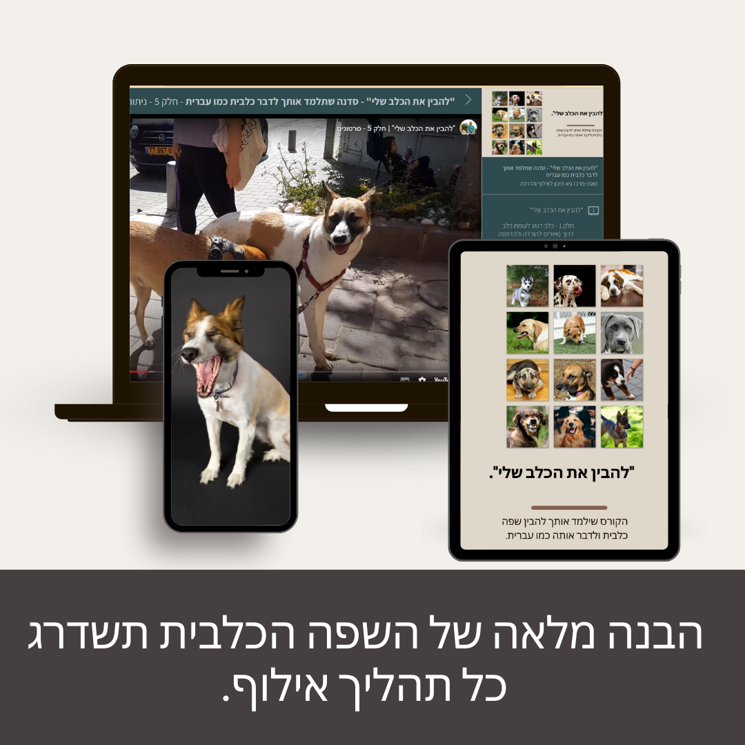 גיא תיכון, מאלף כלבים, מטפל התנהגותי בכלבים, אילוף לתוקפנות, ריאקטיביות.