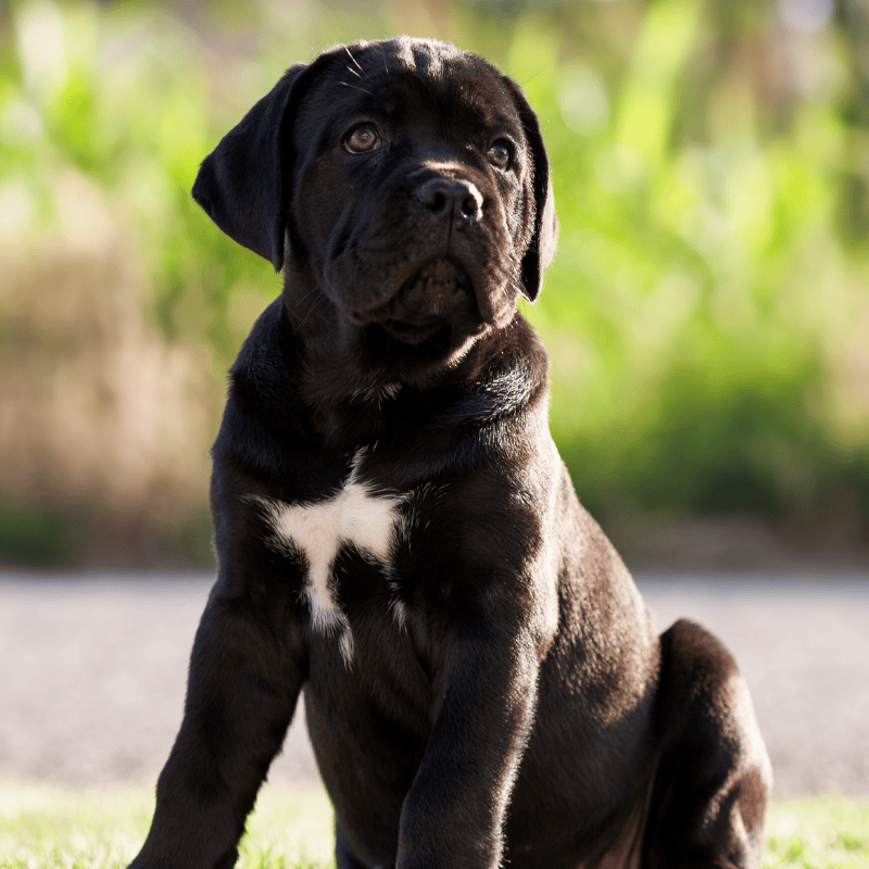 אילוף גורים, חינוך גורים, גיא תיכון, נשכנות גורית