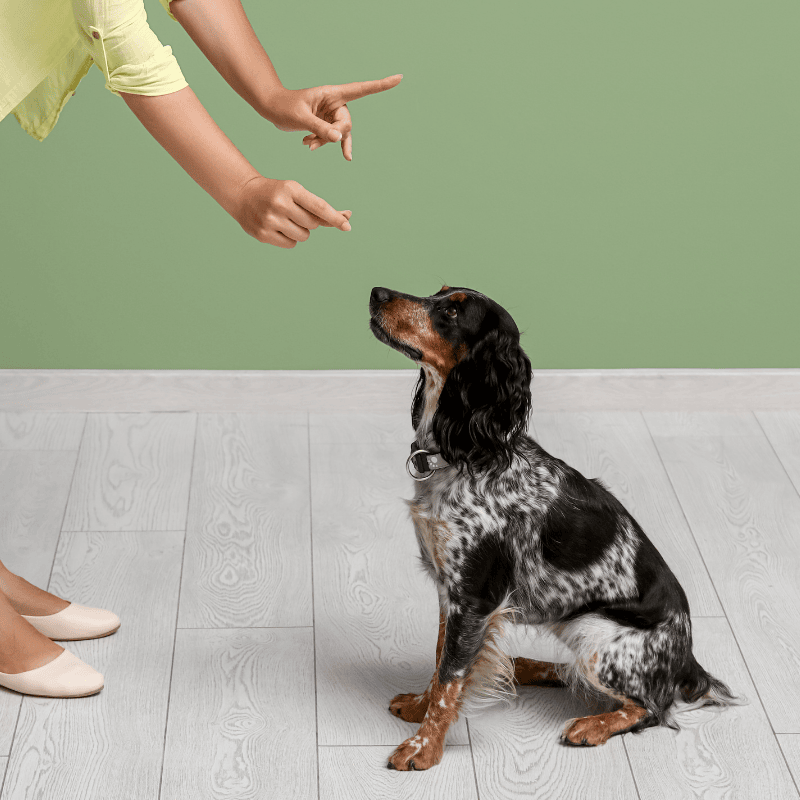 גיא תיכון, מאלף כלבים, מטפל התנהגותי בכלבים, אילוף לתוקפנות, ריאקטיביות.