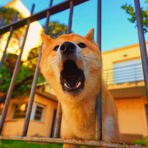 אילוף כלבים אילוף חיובי כלב תוקפן כלב אגרסיבי כלב ריאקטיבי