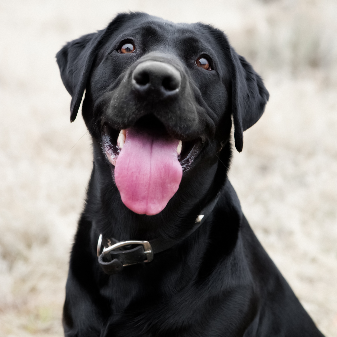 אילוף כלבים אילוף חיובי כלב תוקפן כלב אגרסיבי כלב ריאקטיבי