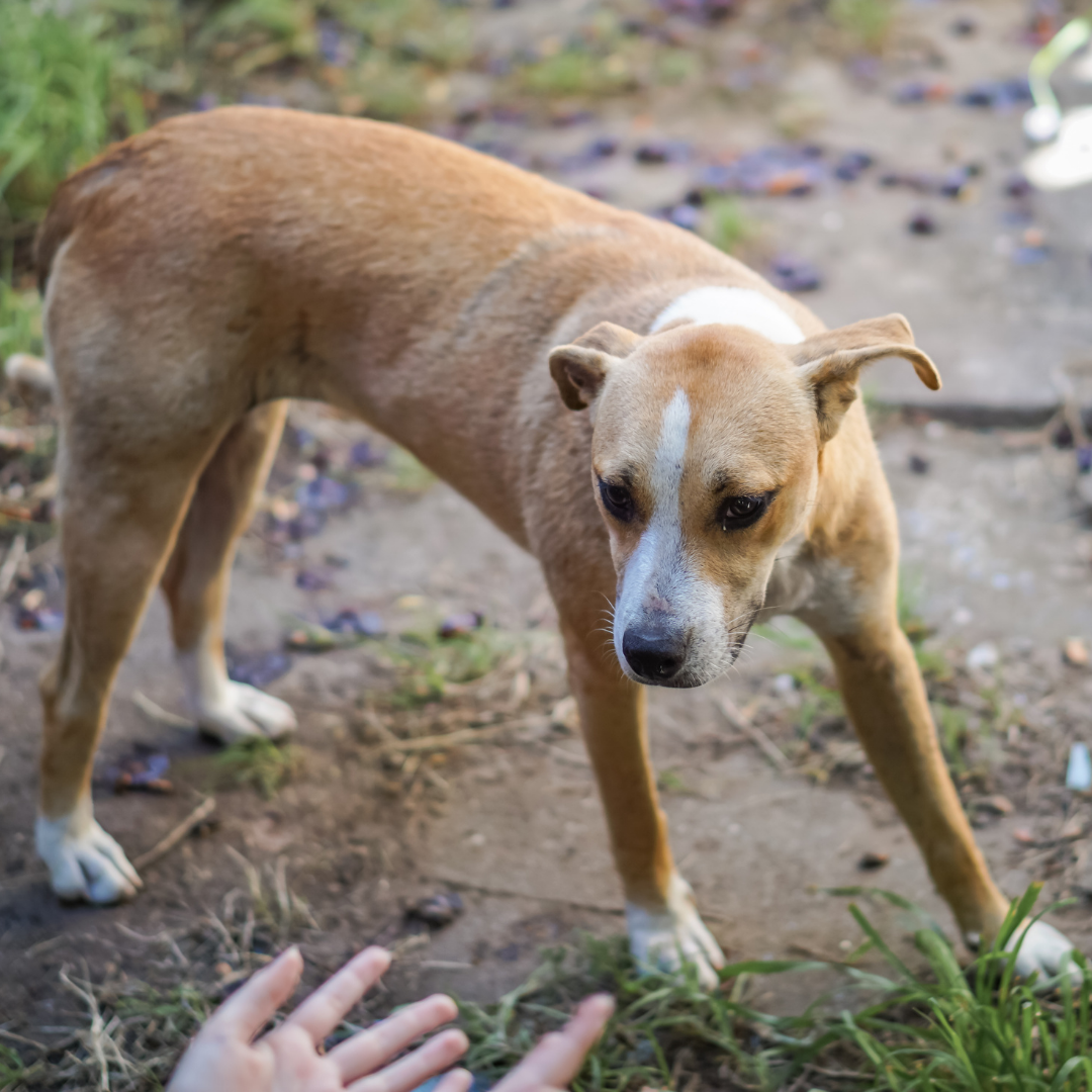 אילוף כלבים אילוף חיובי כלב תוקפן כלב אגרסיבי כלב ריאקטיבי