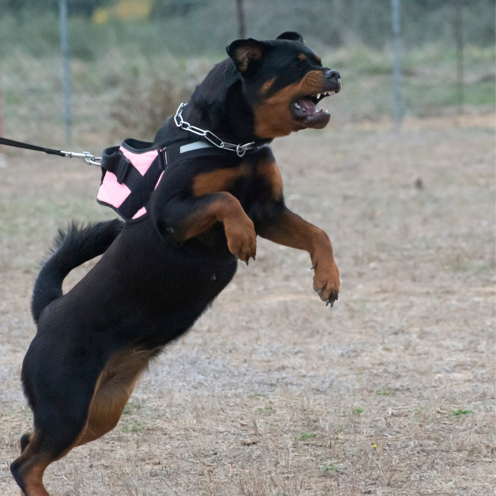 אילוף כלבים אילוף חיובי כלב תוקפן כלב אגרסיבי כלב ריאקטיבי