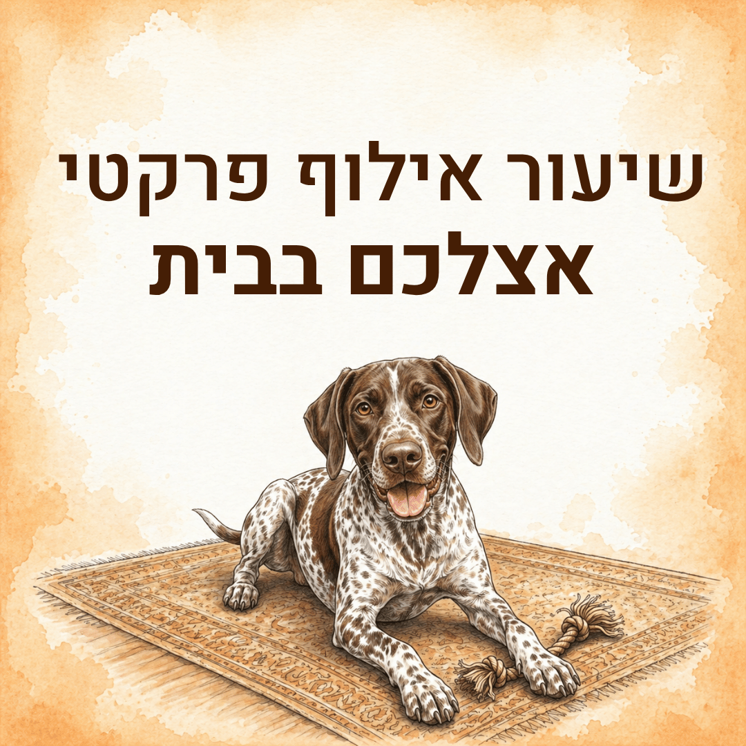 שיעור אילוף פרקטי אצלכם בבית לביסוס והטמעת הטכניקות מהקורס