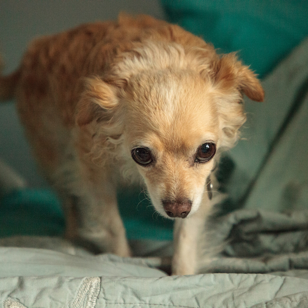 guy-tichon-dog-behavior-expert-aggression