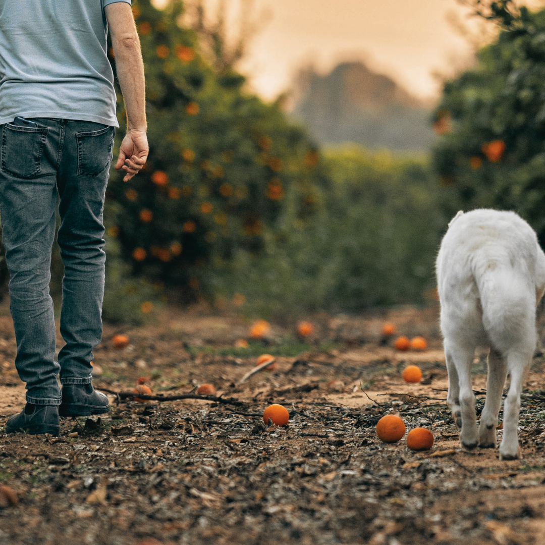 guy-tichon-dog-behavior-expert-aggression