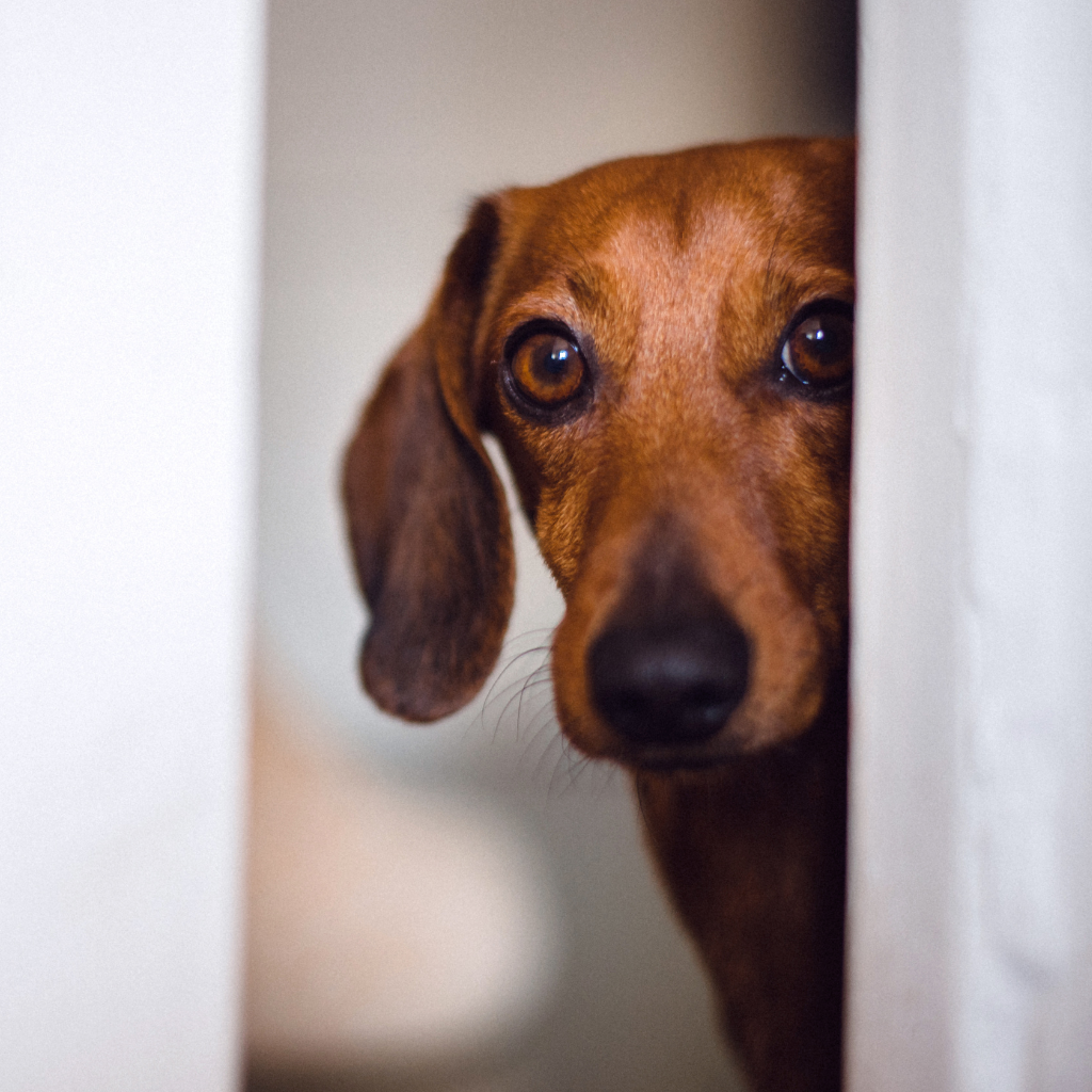 guy-tichon-dog-behavior-expert-aggression