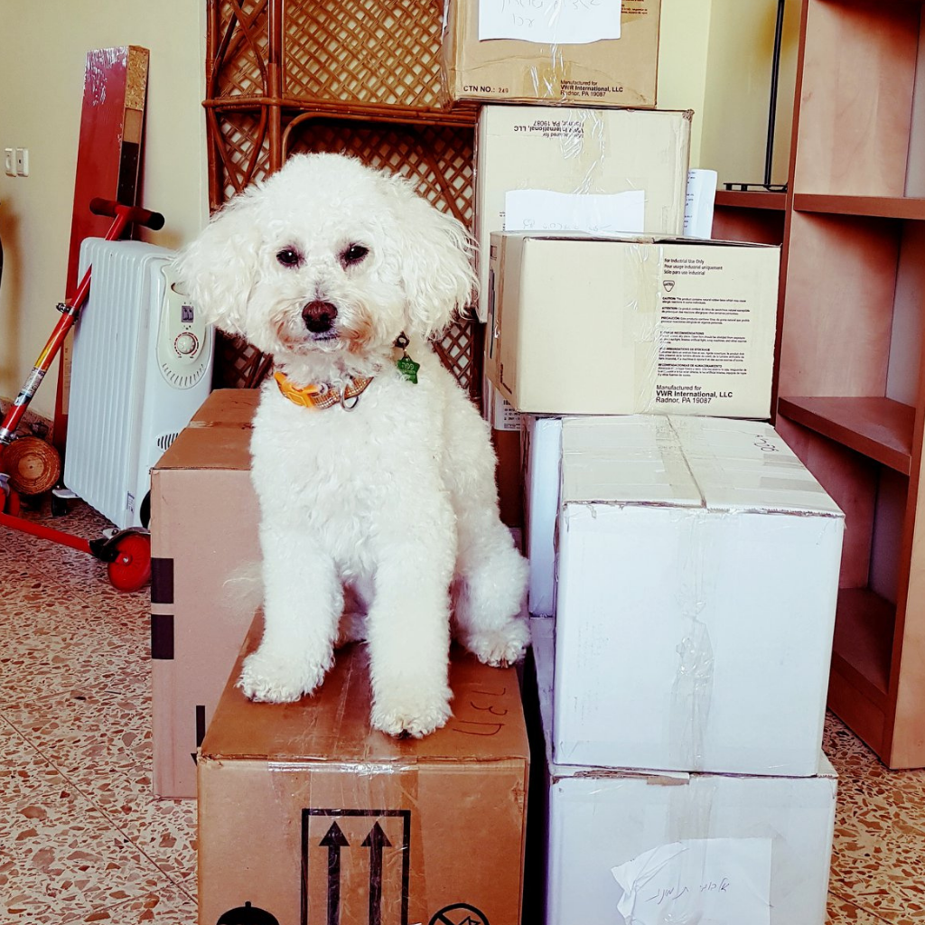 guy-tichon-dog-behavior-expert-aggression