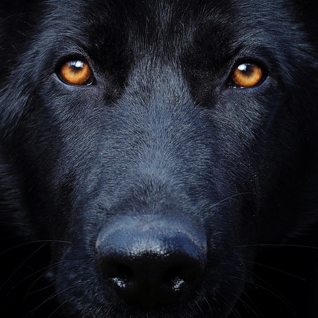 guy-tichon-dog-behavior-expert-aggression