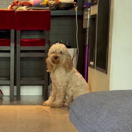 guy-tichon-dog-behavior-expert-aggression