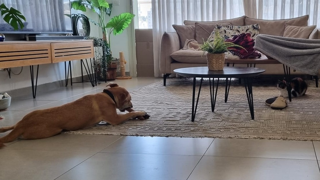 guy-tichon-dog-behavior-expert-aggression